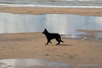 Eli op het strand van Noordwijk
